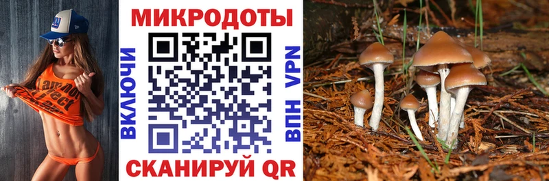 Купить закладки  Светогорск  Псилоцибиновые грибы Psilocybine cubensis 